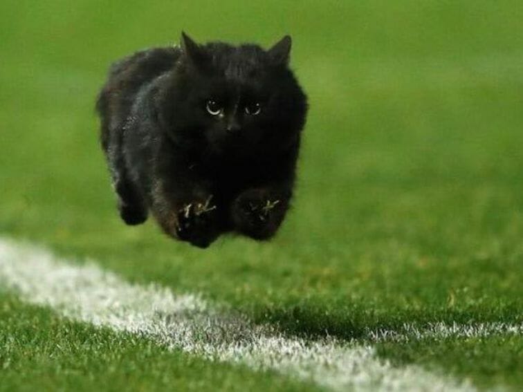 Black Cat Curses The Giants As Cowboys Cruise To Victory